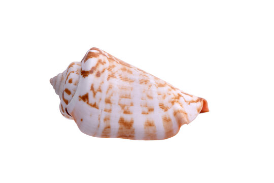 Brown and white patterned cone Conus shell isolated on white background. Good for beach lifestyle branding, collage interior decor, spa and wellness design, and marine-themed projects.
