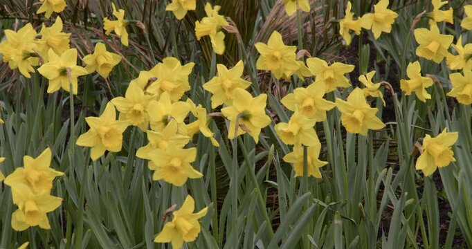 mid shot of Daffodils in flower at Wellington Esplanade Gardens at Lowestoft