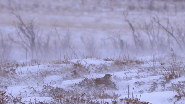 Cold winter prairie: Grouse bird hunkers down in windy snow storm