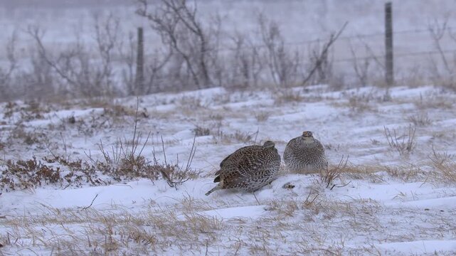 Two male grouse face each other on winter lek but are too cold to dance