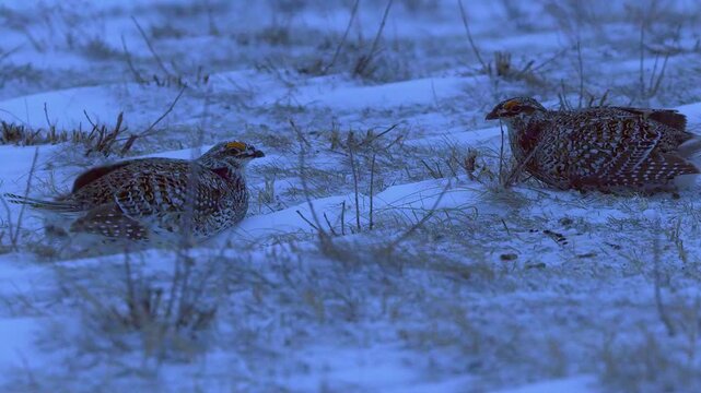 Two Sharptail grouse face-off on cold pre-dawn lek during winter snow