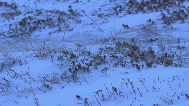 Winter nature background: Snow blows across natural prairie grassland