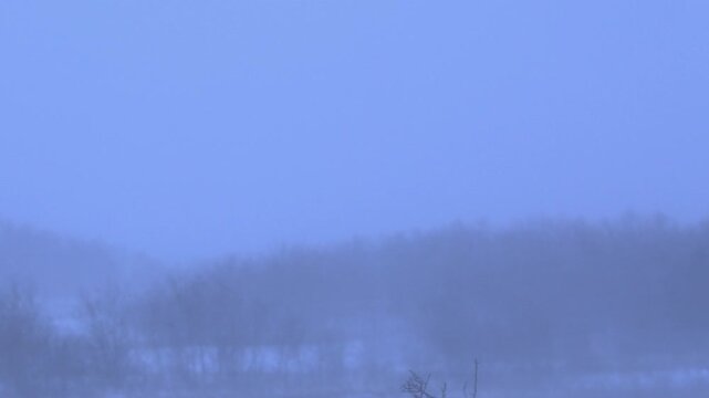 Pan across low contrast snow blizzard, cold winter country landscape