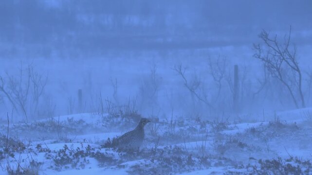 Single Sharptail grouse on cold, windy prairie lek runs through snow