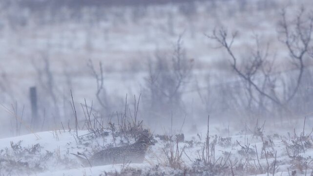 Male grouse vocalizes into blowing snow blizzard on natural prairie