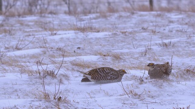 Snow blows across winter prairie lek as male Sharptail grouse face off