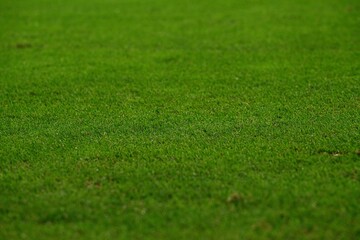 Close-up of green grass soccer field, sports background texture with copy space. © vitleo