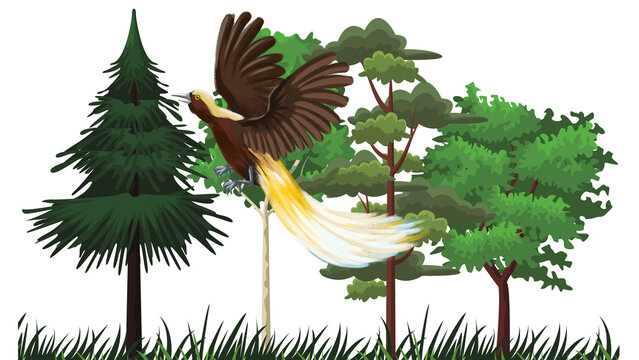 Bird of Paradise Flying in Tropical Forest, Greater Bird-of-Paradise with Pine and Broadleaf Trees Illustration