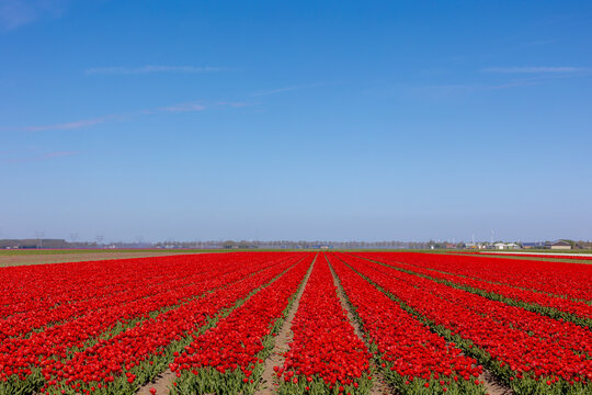 Rows or lines of red tulip flowers on the field in countryside farm, Tulips are plants of the genus Tulipa, Spring-blooming perennial herbaceous bulbiferous geophytes, Netherlands, Natural background.