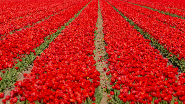 Selective focus of red tulip flowers on fields in countryside farm, Tulips are plants of the genus Tulipa, Spring-blooming perennial herbaceous bulbiferous geophytes, Natural background, Netherlands.