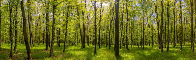 Obraz premium Panorama in a sunny deciduous spring forest. Deciduous forest bathed in the vibrant light of spring. Green symphony, play of light and shadow among the trees. Sunlight filtered through the forest tree