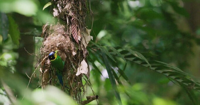 Long-tailed broadbill couple build nest in deep forest animal wildlife