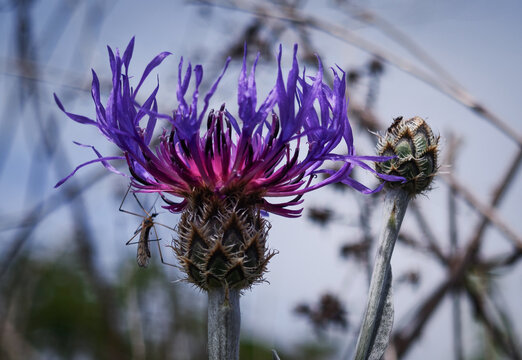 Close-up of an insect resting on a purple knapweed flower (Centaurea sp.) in a natural meadow near Nagykőm&aacute;zsa in the B&uuml;kk Mountains, Hungary.