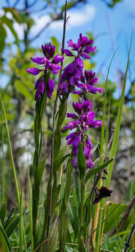 Purple crested milkwort (Polygala comosa) flower in natural meadow near Nagykőm&aacute;zsa, B&uuml;kk Mountains Hungary
