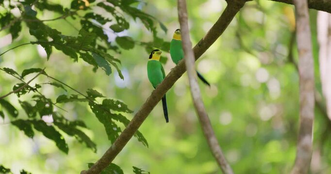 Long-tailed broadbill couple build nest in deep forest animal wildlife