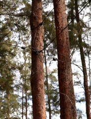 Fototapeta premium Outdoor light bulb hanging from electrical wires tied to pine trees, Indonesia.