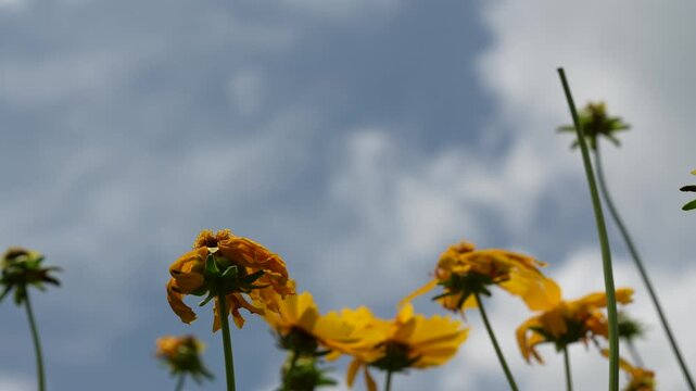Yellow wildflowers blowing in the wind under a cloudy summer sky. Low angle view of Coreopsis lanceolata in a garden meadow. Vibrant nature background for seasonal themes.