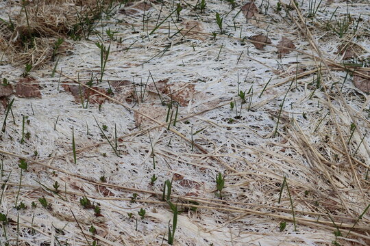 Snow mold (Typhula ishikariensis) white fungal mycelium covering dry grass and dead leaves, close-up of a lawn disease after snowmelt in early spring