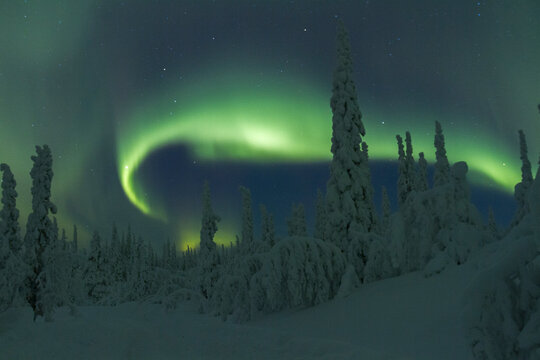 Aurora borealis, Northernlight over vinter forest