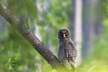 Fototapeta premium Juvenile great grey owl (strix nebulosa lapponica)