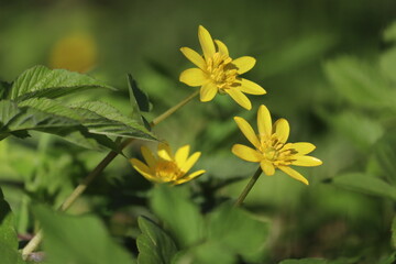 Obraz premium Lesser celandine (Ficaria verna) yellow flowers blooming with glossy petals, close-up of wild spring ephemeral plants in a forest with green foliage