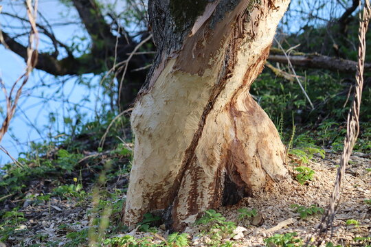 Tree trunk damaged by beaver (Castor fiber) with fresh tooth marks and wood chips, close-up of herbivory evidence on a riverbank in spring