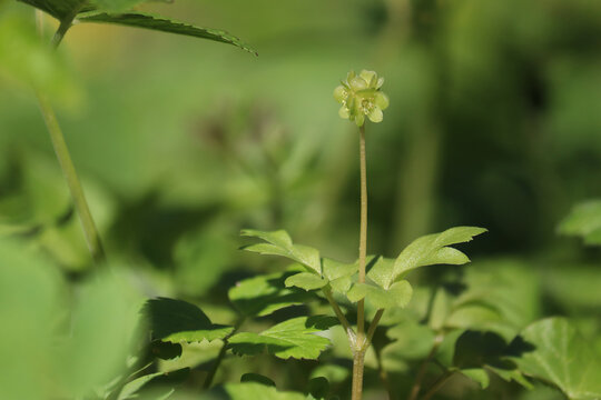 Moschatel (Adoxa moschatellina) small green flower head on a slender stem, close-up of blooming townhall clock plant with trifoliate leaves in a spring forest