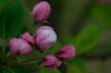 Fototapeta premium Wild Sweet Crabapple blossoms emerging