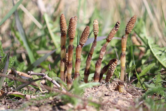 Fertile pale brown stems of common horsetail (Equisetum arvense) with spore-bearing cones (strobili), close-up in a spring field under natural light