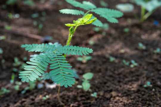  Detailed Center View of a Green Palmate Leaf 