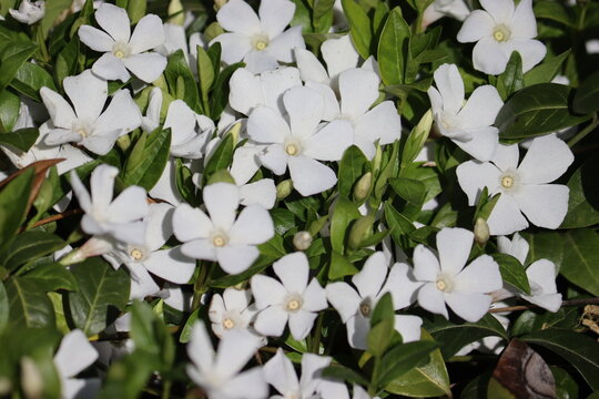 White lesser periwinkle (Vinca minor cv. Alba) flowers blooming as a lush groundcover, close-up of evergreen foliage under bright natural light