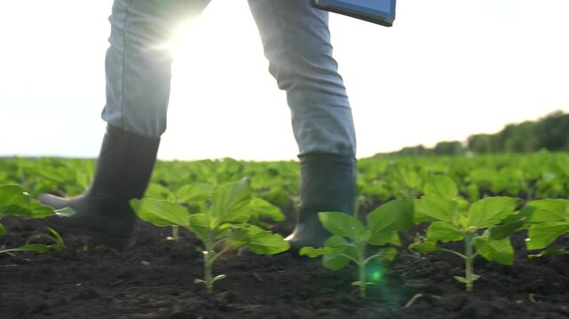 Agriculture, Day begins on fields, Farmer walks carefully, Each step has purpose, Roots are deep, Plants are young, Landscape is open, Daylight arrives bright, Efforts show results, Agriculture is