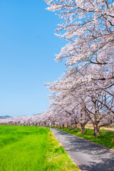 Naklejka premium 都幾川桜堤 桜並木