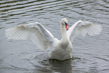 Fototapeta premium A swan flapping it's wings in Serpentine Lake in London, England. 