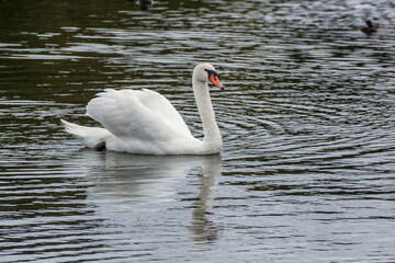 A swan swimming in Serpentine Lake in London, England.  © Barbara