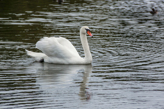 A swan swimming in Serpentine Lake in London, England.
