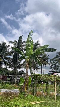 view of banana trees and coconut trees with a mountain atmosphere