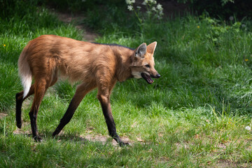 Maned wolf © Cloudtail