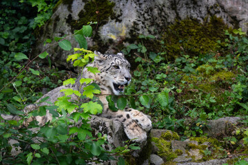 Snow leopard © Cloudtail