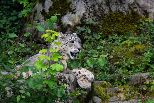 Snow leopard