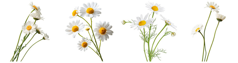 Fresh and vibrant white daisy flowers with bright yellow centers in various arrangements. © Akbar