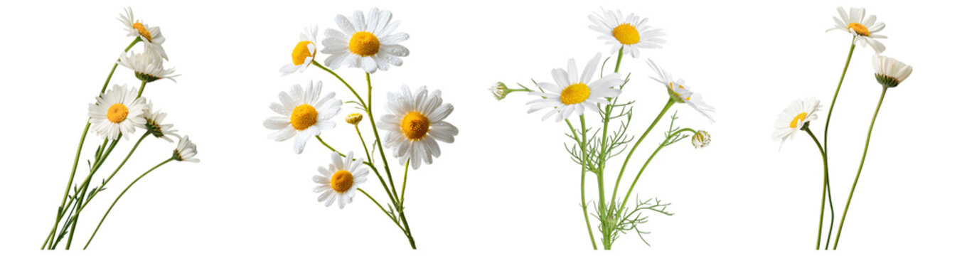 Fresh and vibrant white daisy flowers with bright yellow centers in various arrangements.