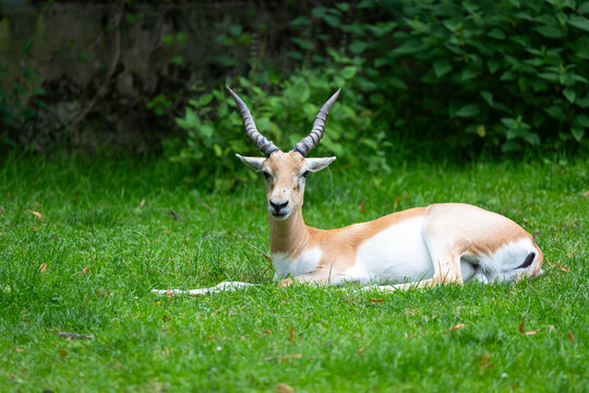 blackbuck