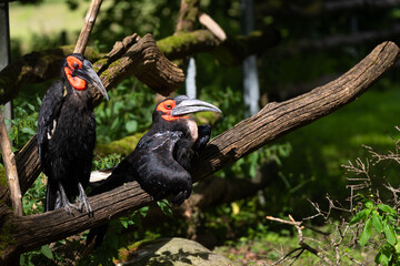 Southern ground hornbill © Cloudtail