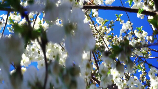 flowering and pollination of flowers on a cherry tree in spring