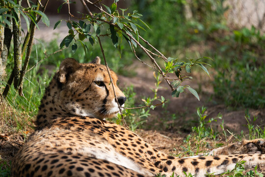 Cheetah