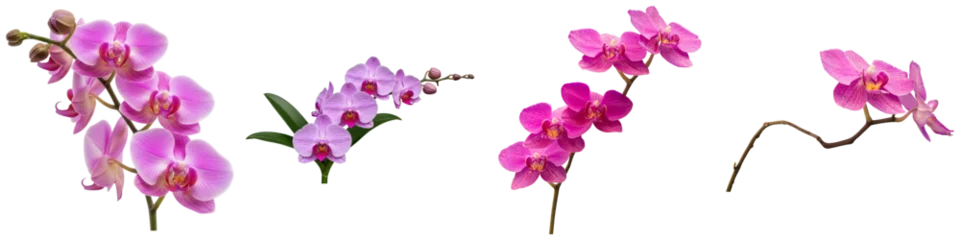 Fototapete Beruhigend Vibrant pink orchid flowers and buds, a beautiful photograph, perfect for floral, beauty.  © Akbar