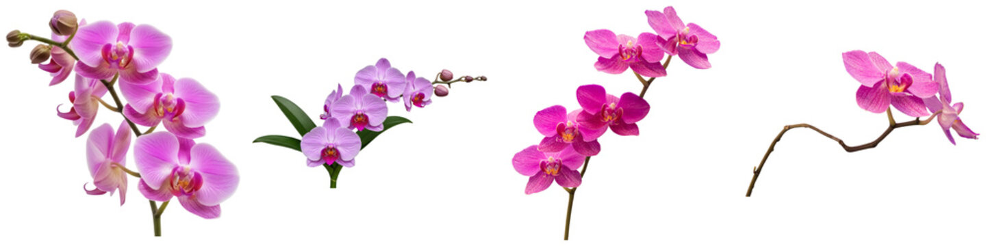 Vibrant pink orchid flowers and buds, a beautiful photograph, perfect for floral, beauty.