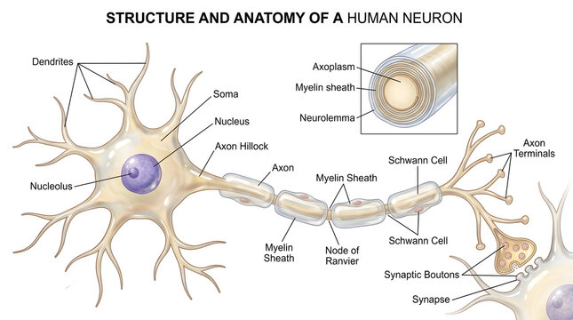 Structure and anatomy of a human neuron illustration showing multipolar cell body with dendrites, long axon covered by myelin sheaths from Schwann cells, nodes of Ranvier, axon terminals and synaptic 