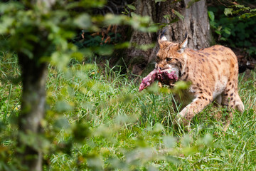 Lynx © Cloudtail